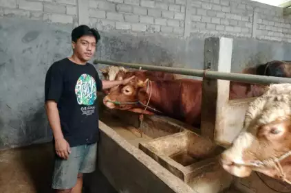 Faizal memperlihatkan beberapa ekor sapi yang ada di peternakannya.
