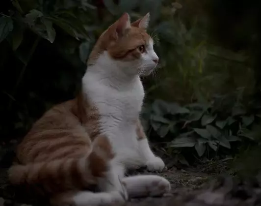 kucing domestik