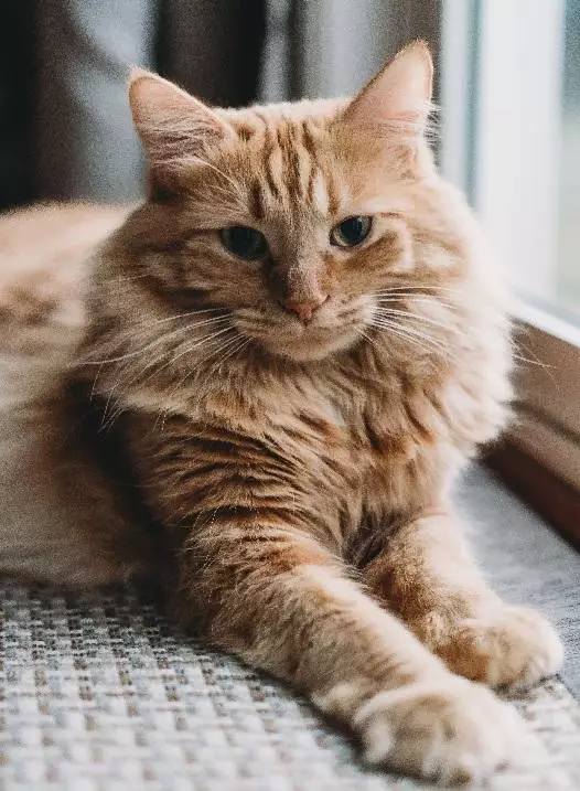 Kucing Anggora
