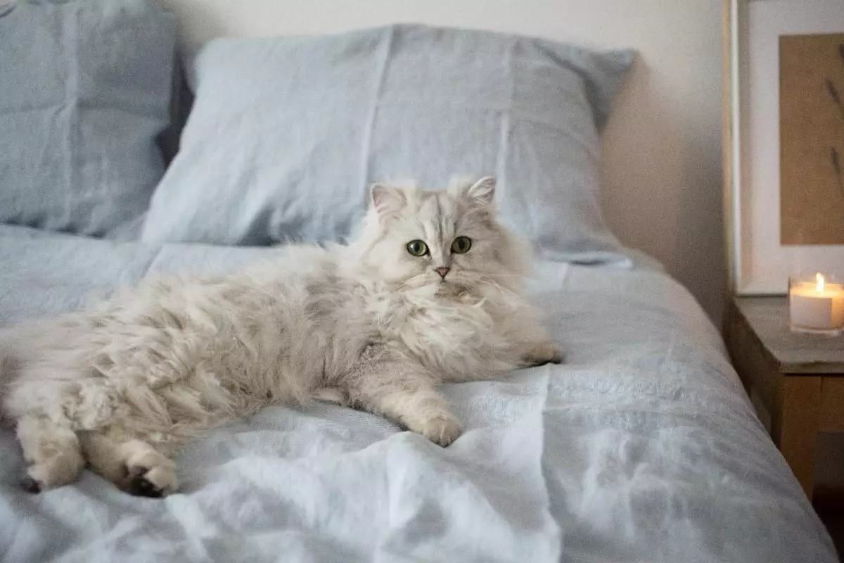 Kucing Persia