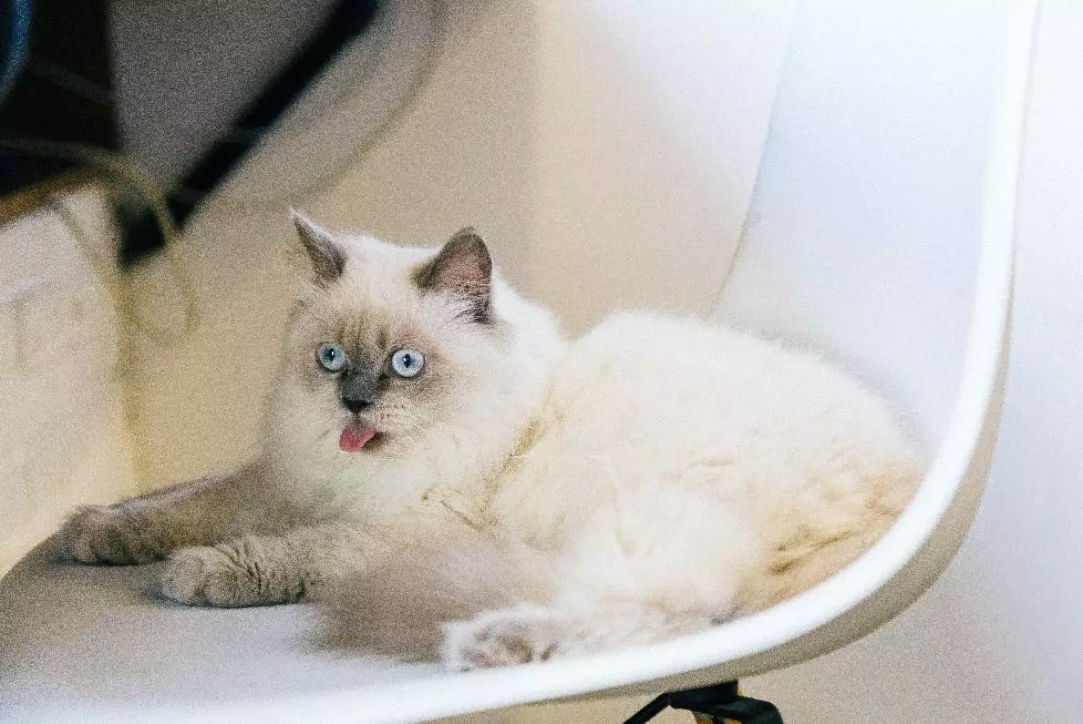 Kucing Ragdoll