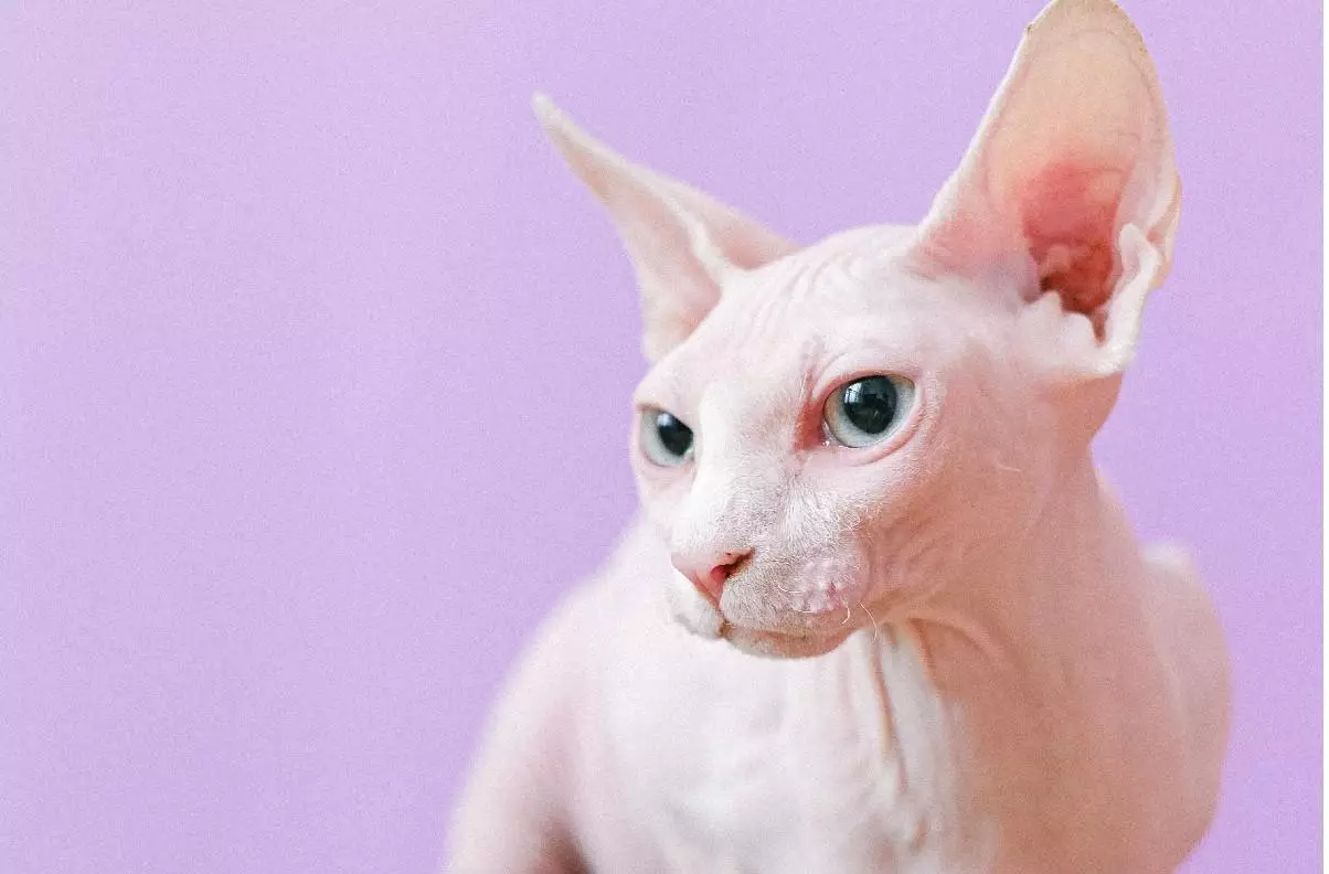 Kucing Sphynx