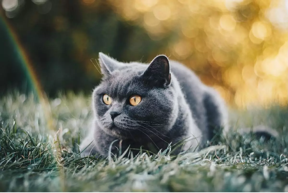 Kucing British Shorthair
