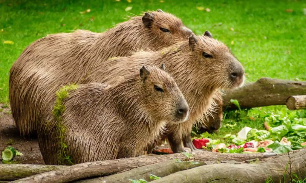 Belajar Bermental Tenang Menghadapi Masalah dari Capybara si Masbro