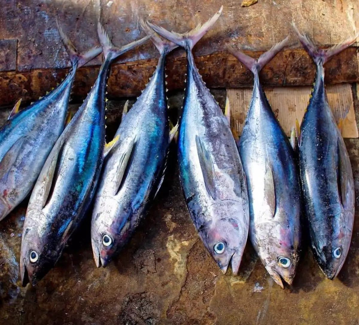 Ikan