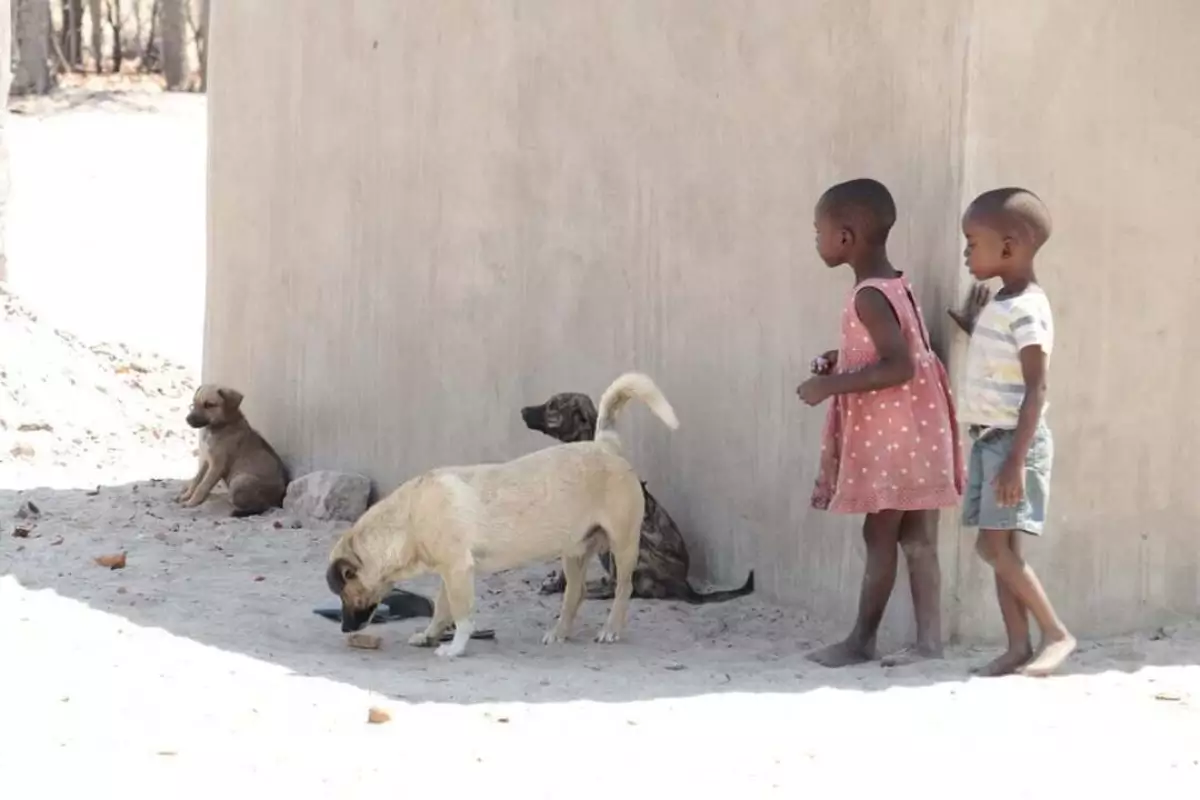 bahaya-penyakit-rabies