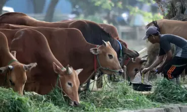 Jelang Idul Adha, Tips Membeli Sapi yang Baik dan Layak Untuk Qurban