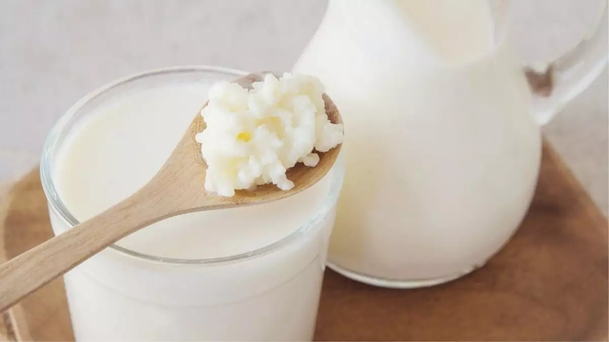 kefir-merupakan-fermentasi-susu-yang-dicampur-bibit-kefir