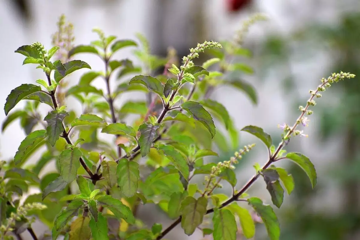 daun-tulsi daun-tulsi