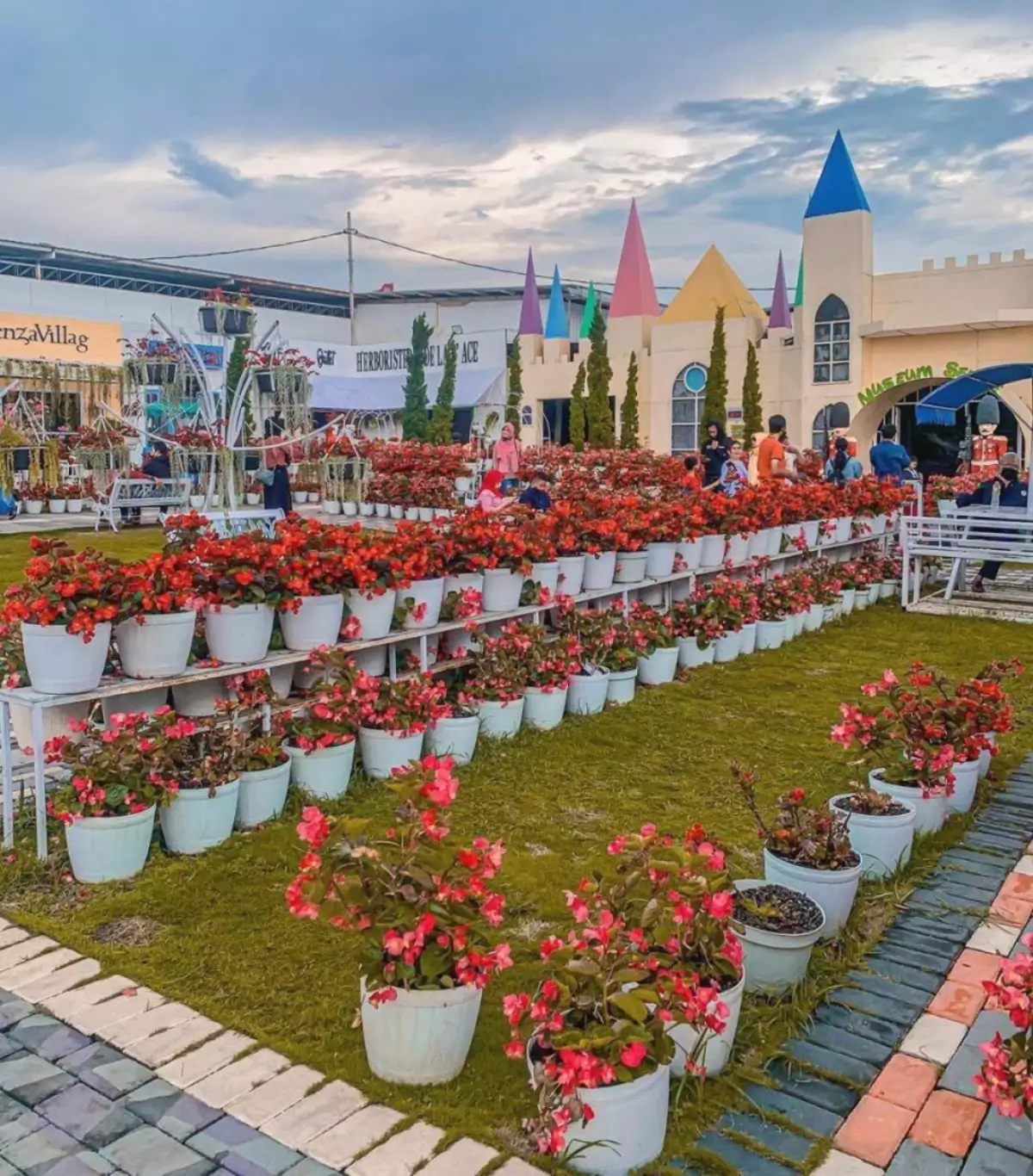 taman-celosia taman-celosia