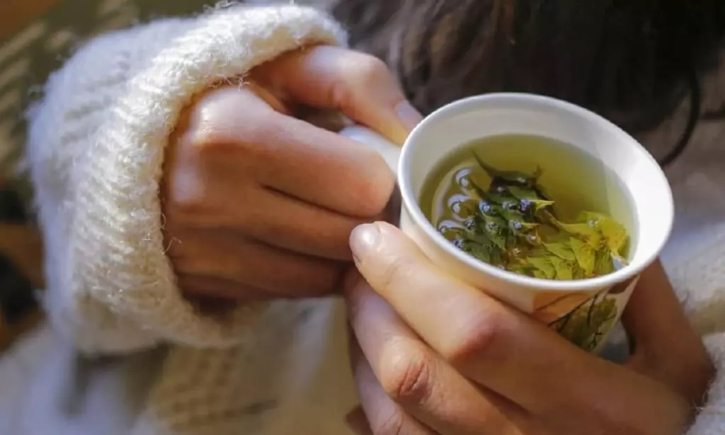 Cara Menikmati Minuman Daun Teh Jati Cina untuk Ramuan Pelangsing