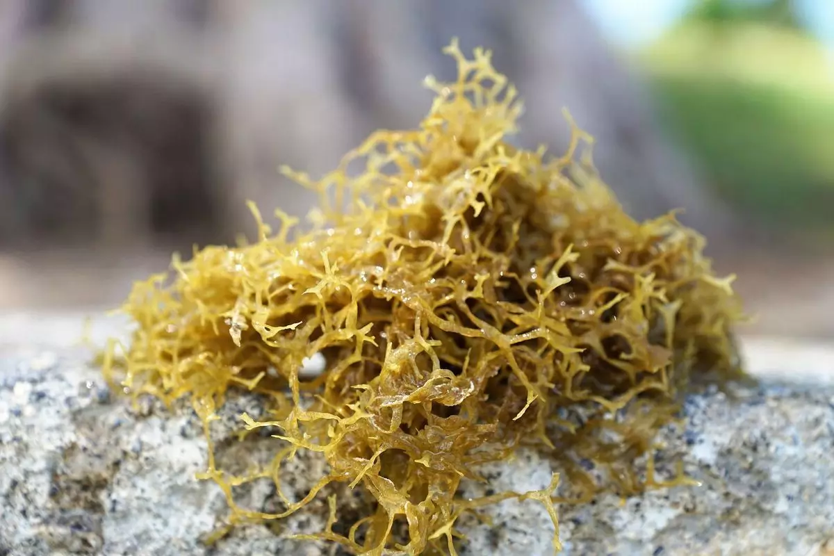 rumput laut kaya akan kandungan yodium rumput laut kaya akan kandungan yodium