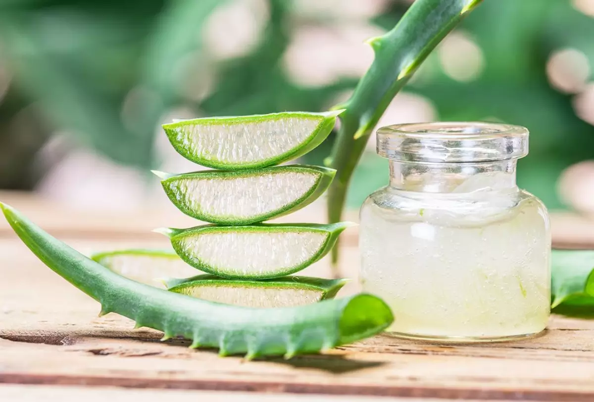 lidah-buaya lidah-buaya.