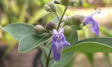 Mengenal Lebih Dekat Daun Legundi dan Manfaatnya untuk Kesehatan