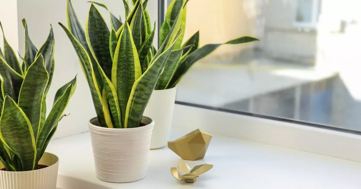 tanaman-dirumah tanaman-dirumah