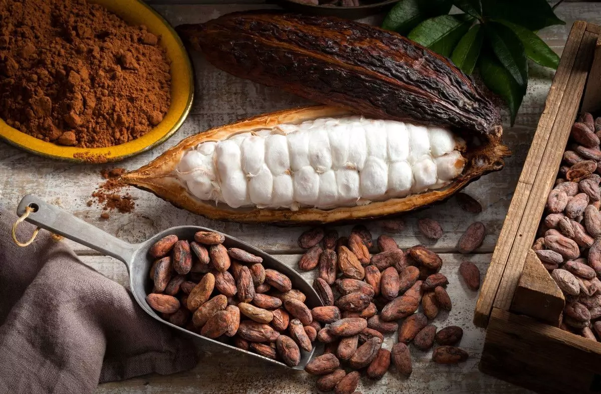 Cokelat berasal dari pemrosesan biji kakao
