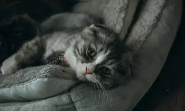 Mengatasi FLUTD Kucing dengan Daun Sirsak