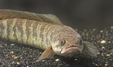 Olahan Ikan Gabus Sebagai Booster Berat Badan Anak