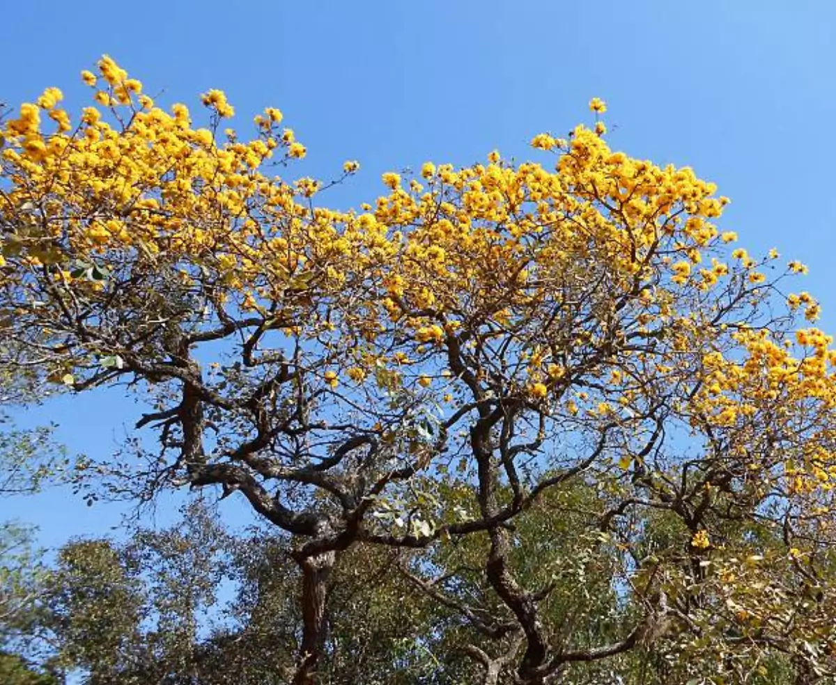 Tabebuia serratifolia