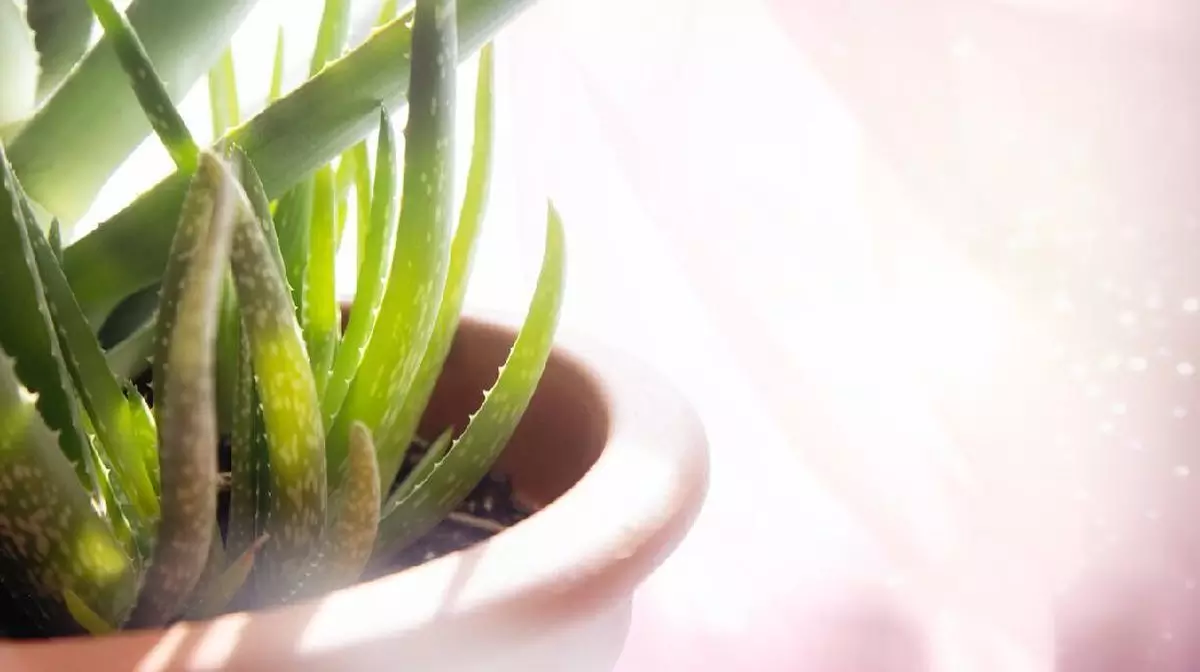 lidah-buaya