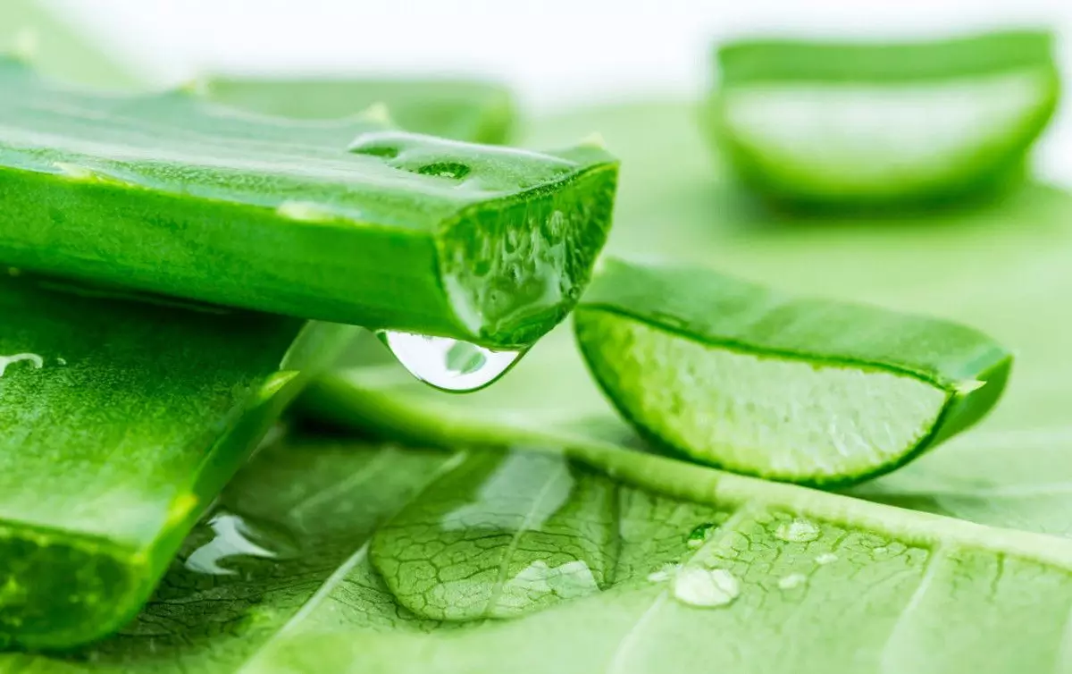 Lidah Buaya untuk Menyingkirkan Semut secara Alami Lidah Buaya untuk Menyingkirkan Semut secara Alami