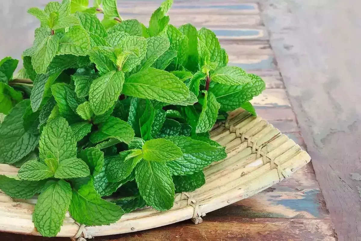 Daun Mint sebagai Repelen Semut yang Efektif Daun Mint sebagai Repelen Semut yang Efektif