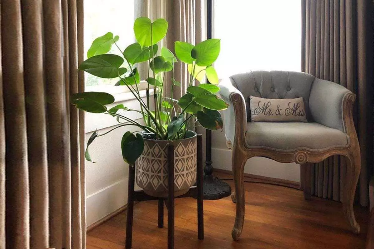 Tanaman Hias dalam Pot Kayu Tanaman Hias dalam Pot Kayu