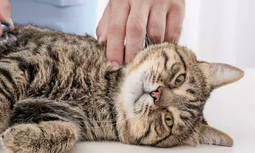 Merawat Kucing yang Sedang Pemulihan dari FLUTD