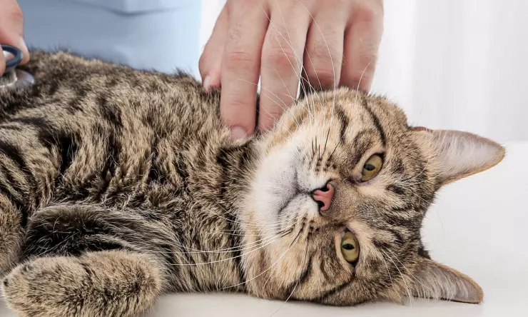 Merawat Kucing yang Sedang Pemulihan dari FLUTD