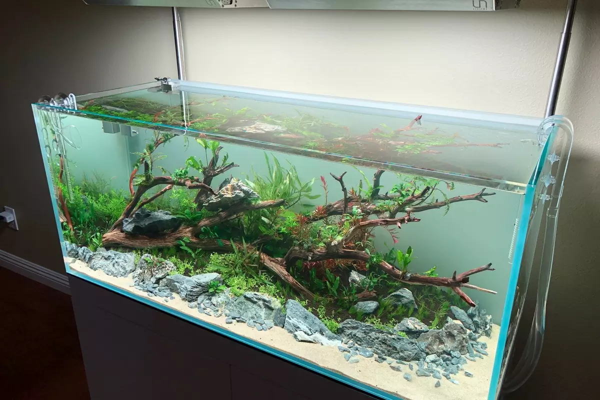 Cara Mengembangkan Bisnis Aquascape Cara Mengembangkan Bisnis Aquascape