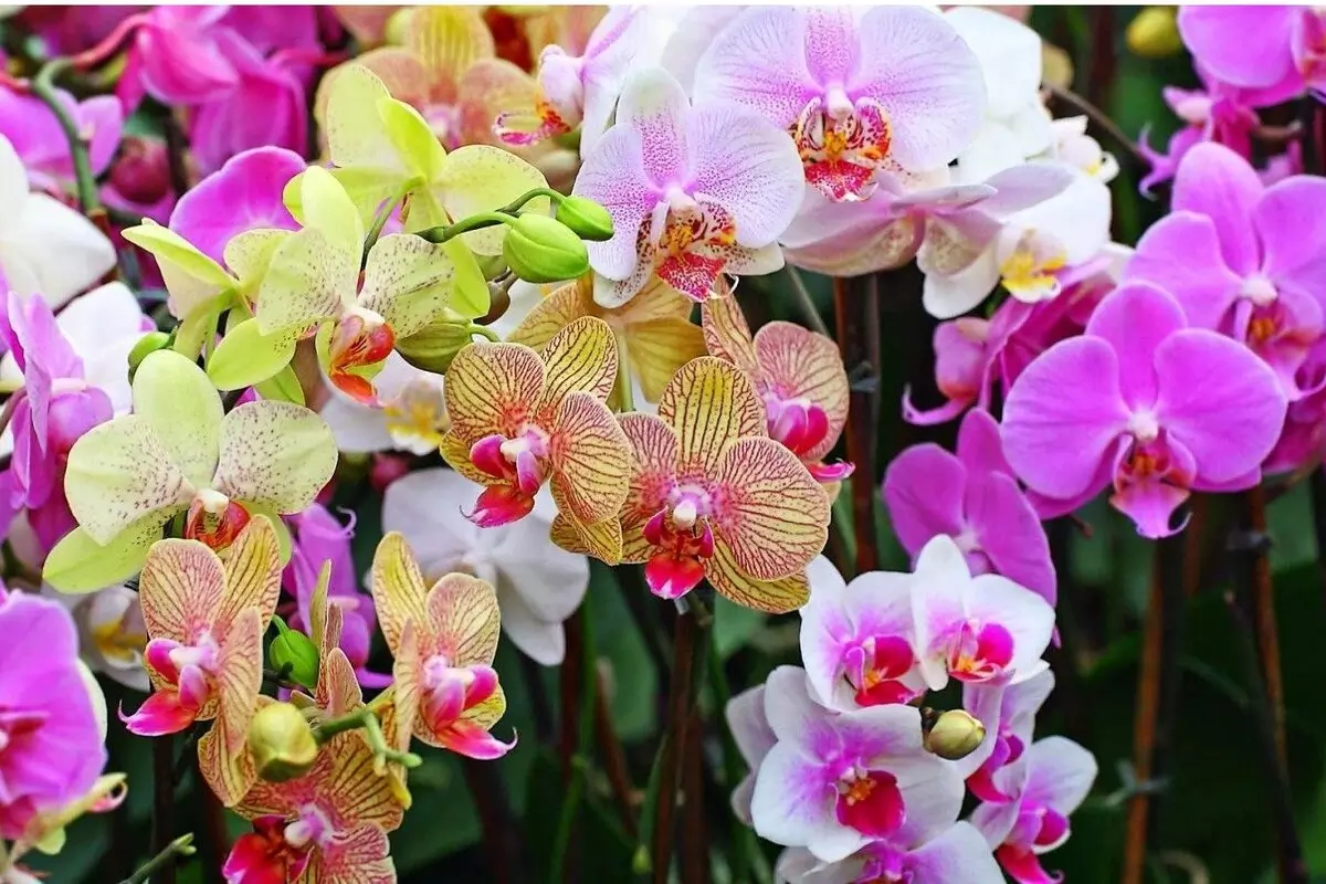 Macam-Macam Tanaman Hias untuk Taman yang Menawan Macam-Macam Tanaman Hias untuk Taman yang Menawan