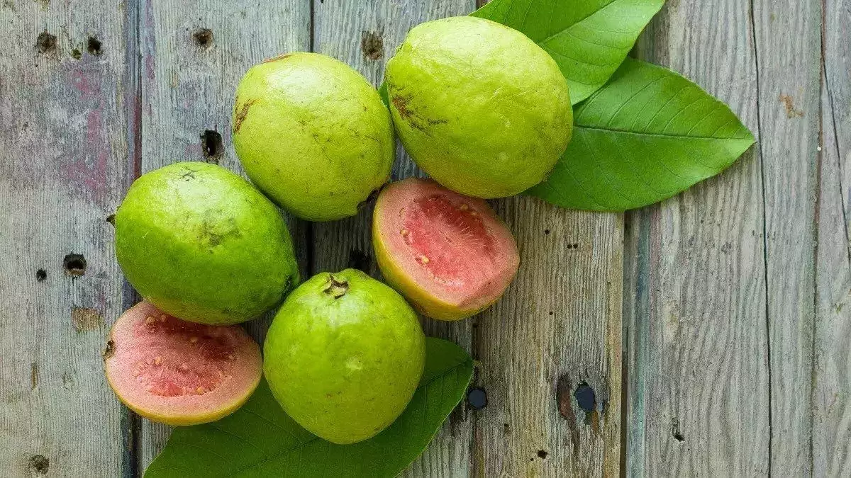 Buah Jambu Biji Buah Jambu Biji