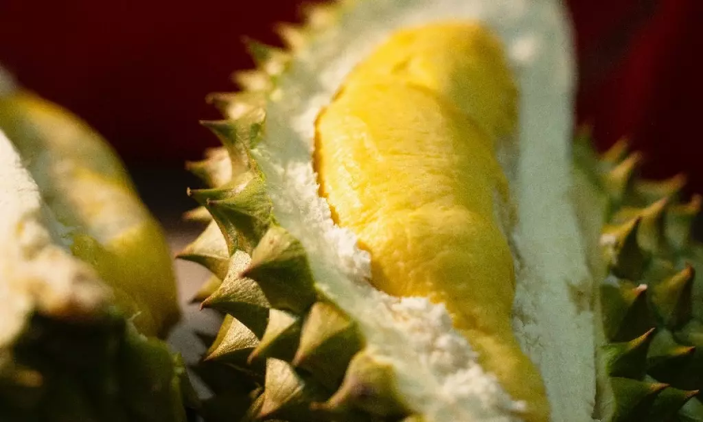 Jenis Durian Terlezat dari Berbagai Varian yang Ada di Indonesia