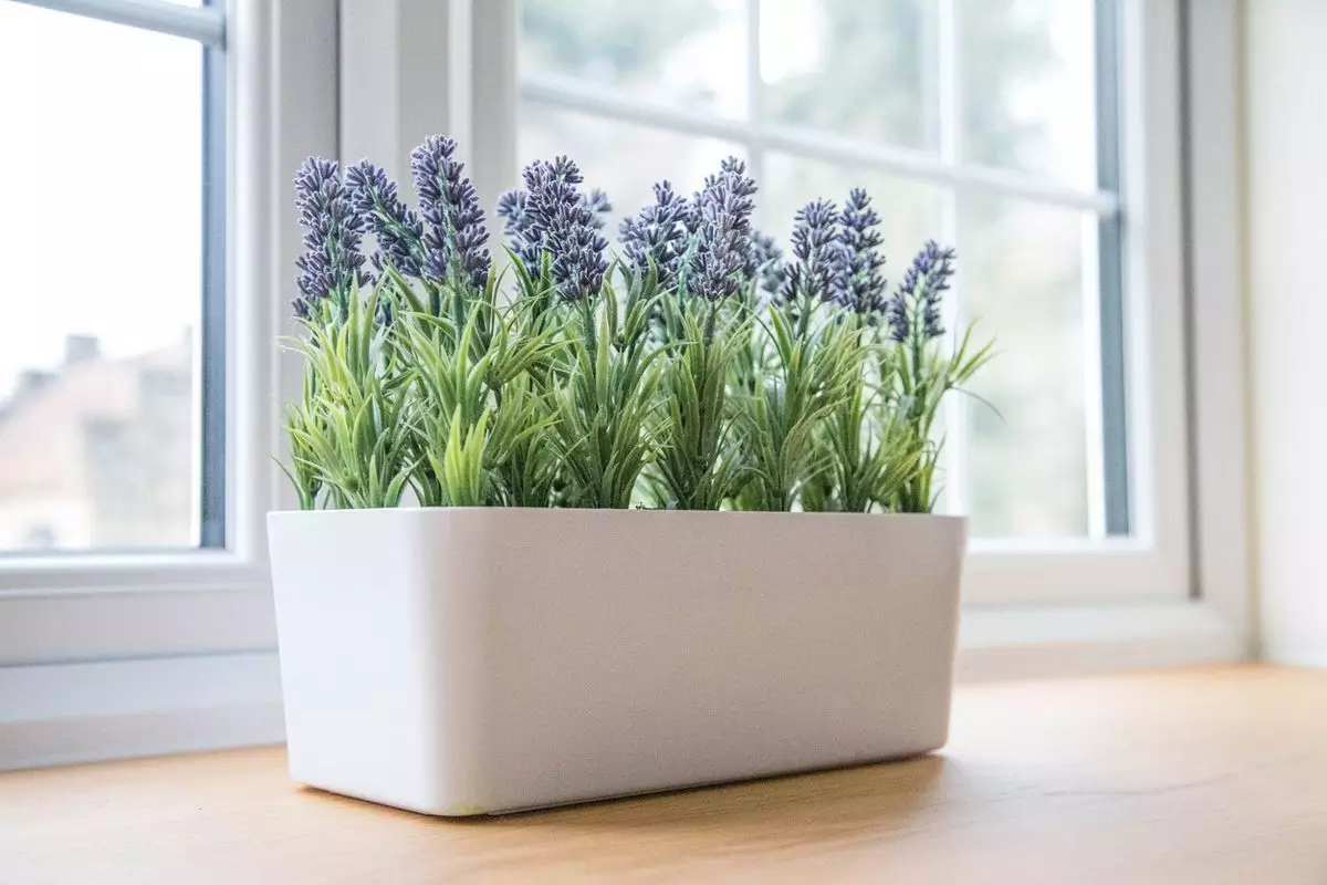 Tanaman Lavender di Kamar Tanaman Lavender di Kamar