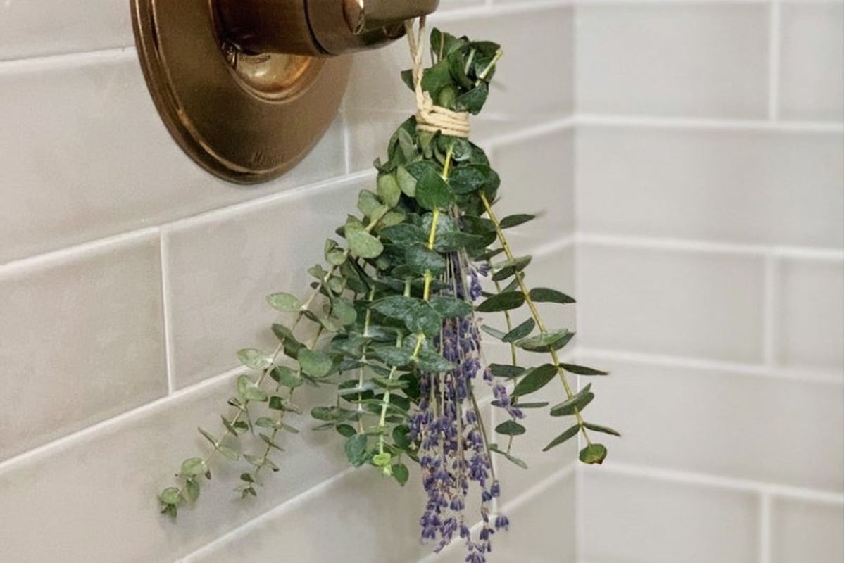 Tanaman Eucalyptus di Kamar Tanaman Eucalyptus di Kamar