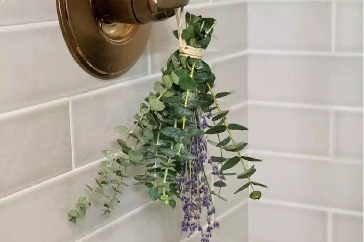 Tanaman Eucalyptus di Kamar Tanaman Eucalyptus di Kamar