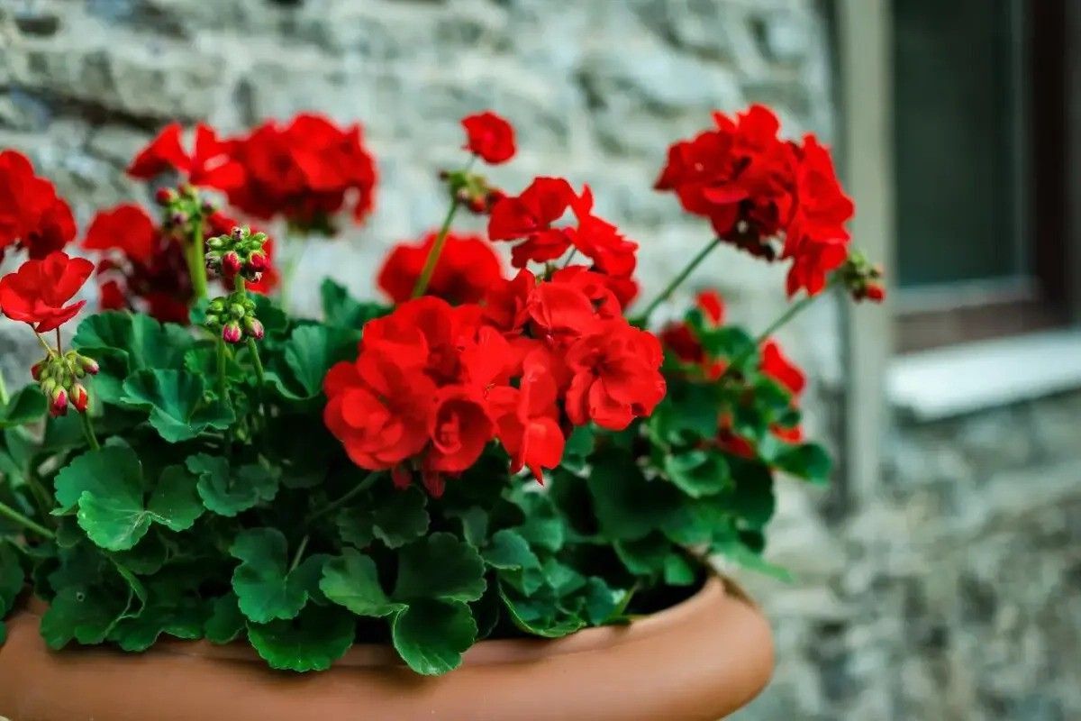 Tanaman Geranium Tanaman Geranium
