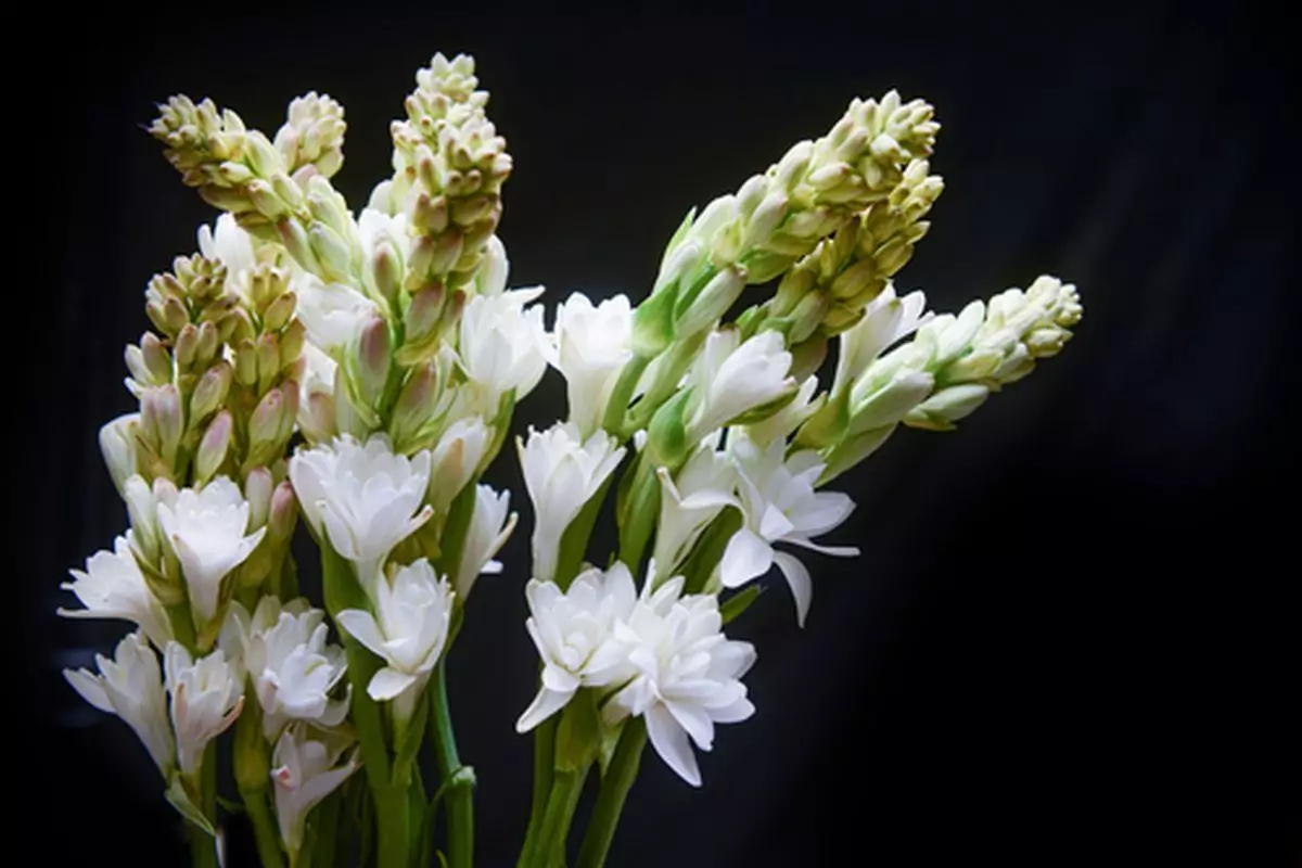 Tanaman Sedap Malam di Kamar Tanaman Sedap Malam di Kamar