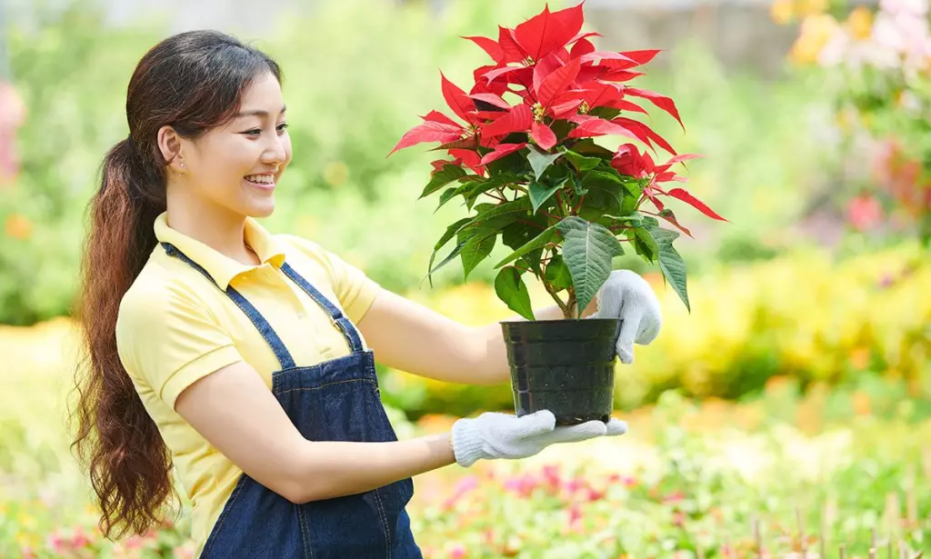 5 Tanaman Hias yang Membuat Kamar Lebih Wangi dan Segar