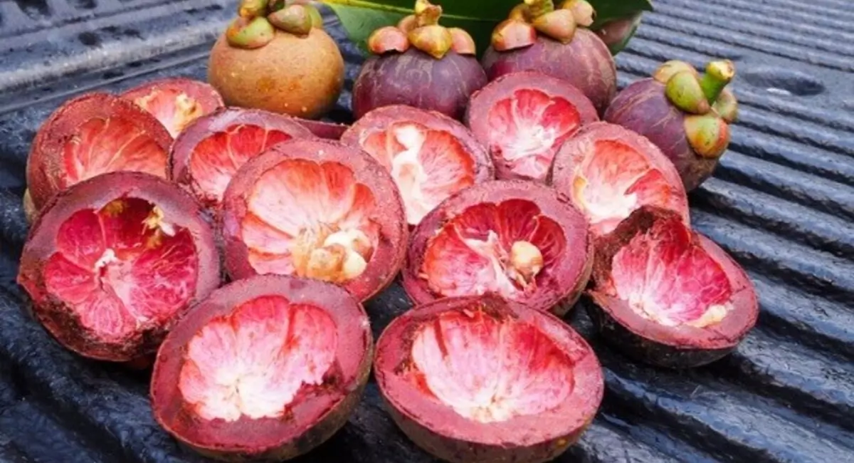 Cara mengolah kulit manggis