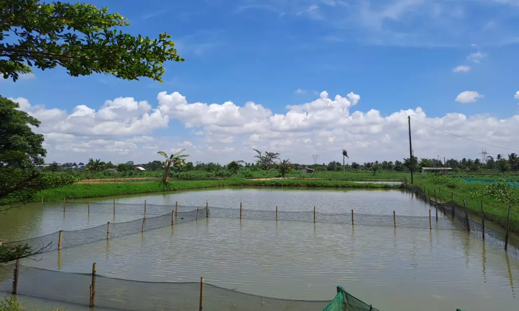 Memulai Budidaya Ikan Air Tawar sebagai Bisnis yang Menguntungkan