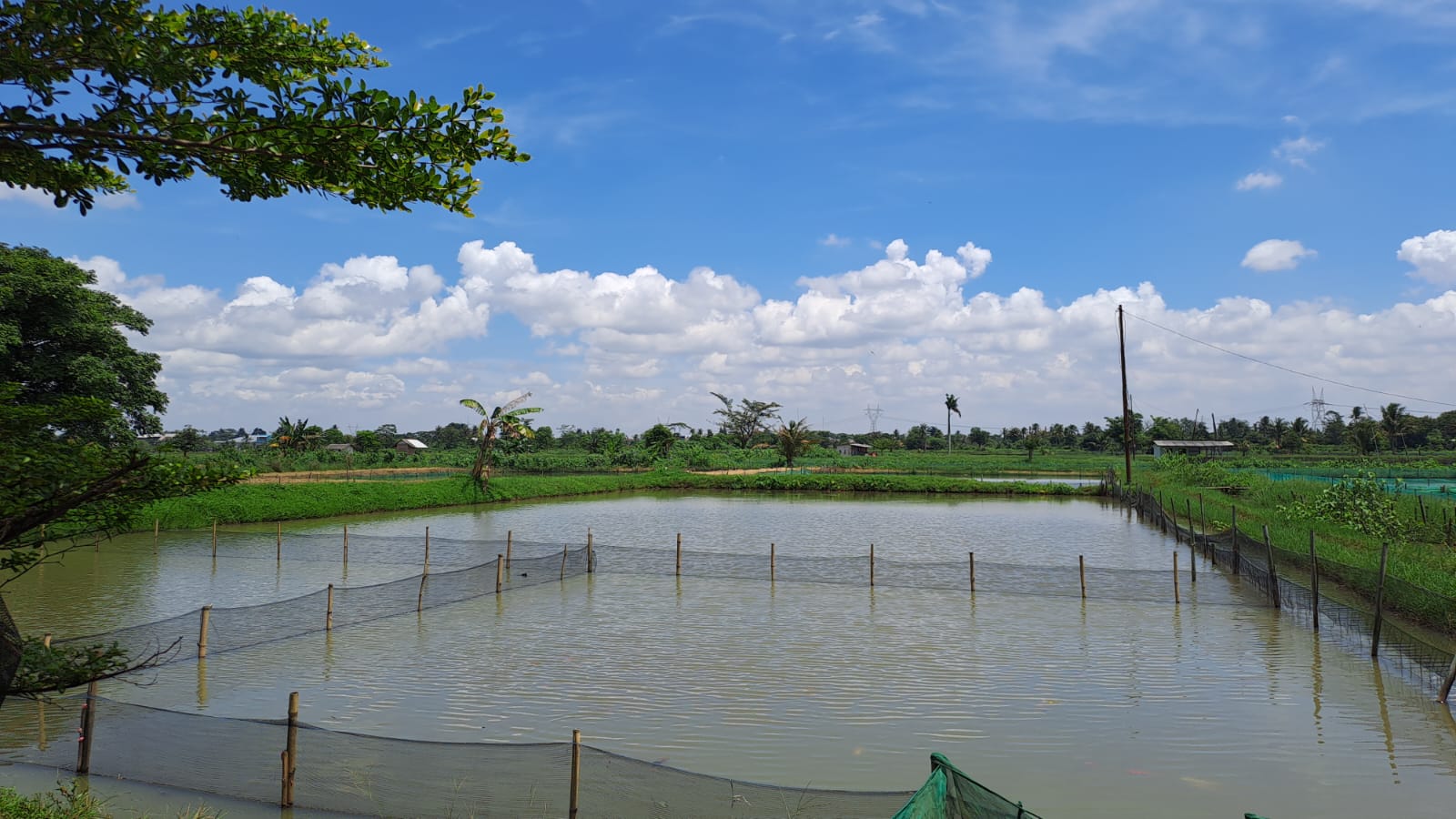 Budidaya Ikan (3)