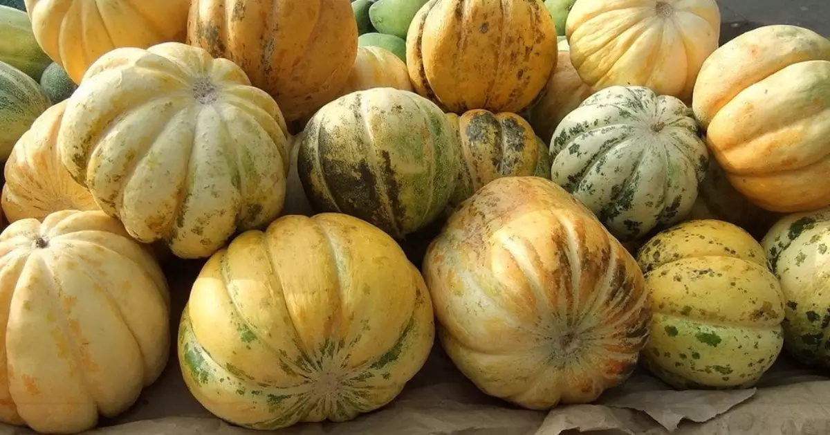 buah blewah memiliki banyak kandungan air