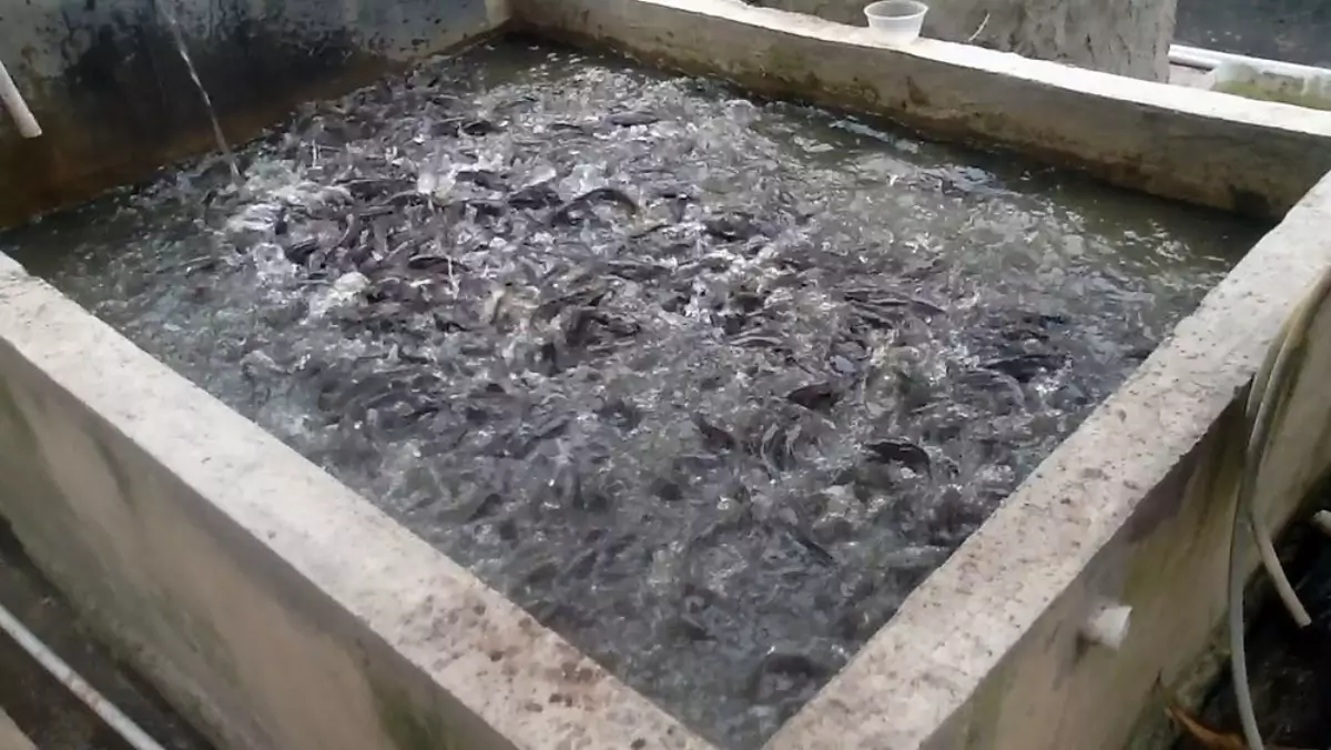 Persiapan Kolam Beton