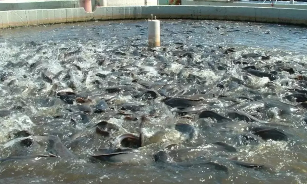 Pemeliharaan Kolam yang Rutin