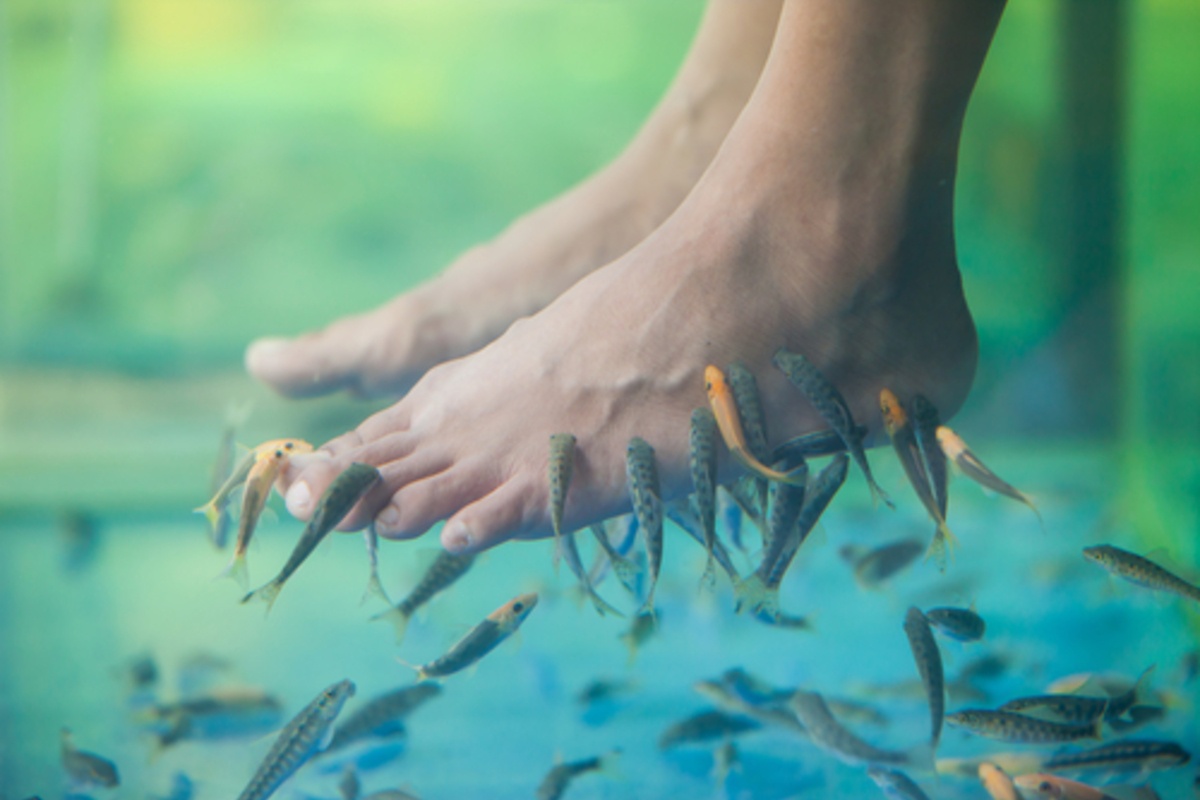 terapi ikan