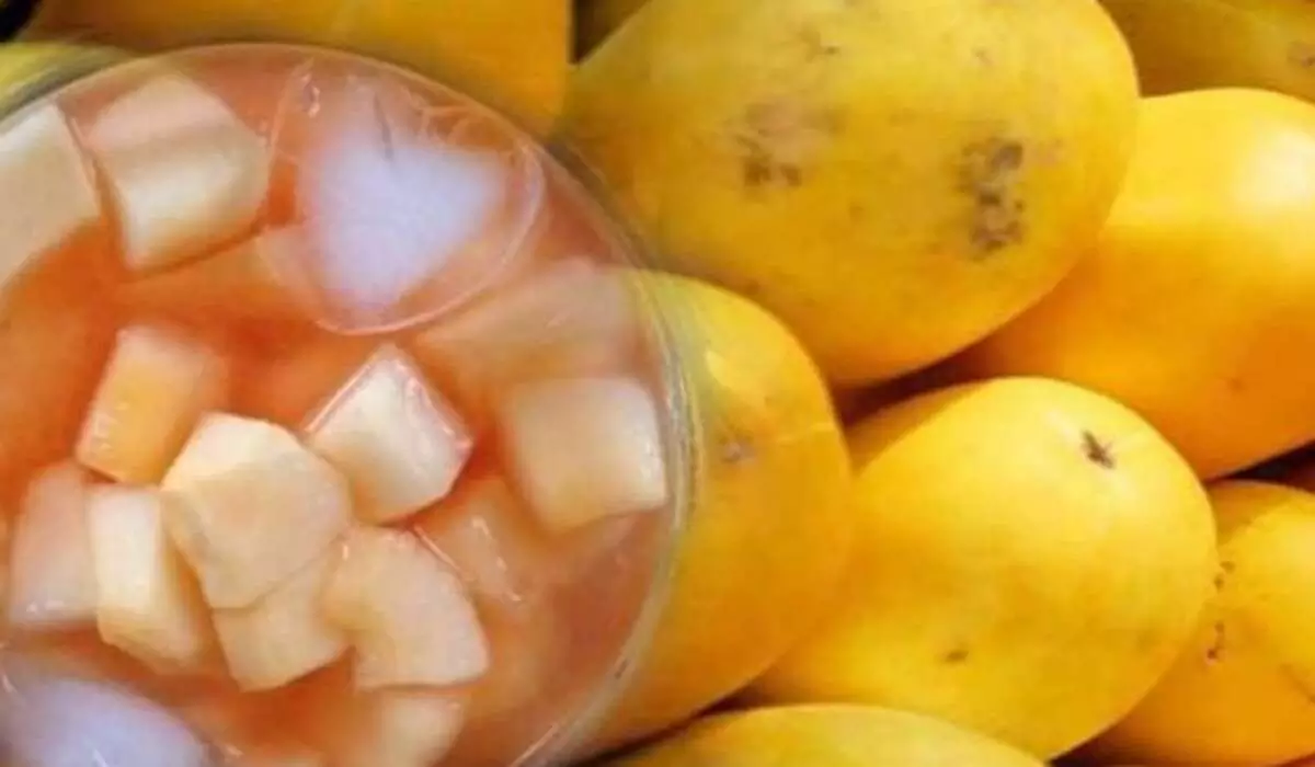 timun suri timun suri