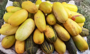 Timun Suri, Ikon Ramadhan yang Banyak Manfaat