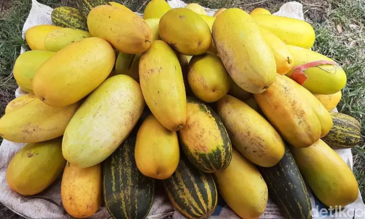 Timun Suri, Ikon Ramadhan yang Banyak Manfaat