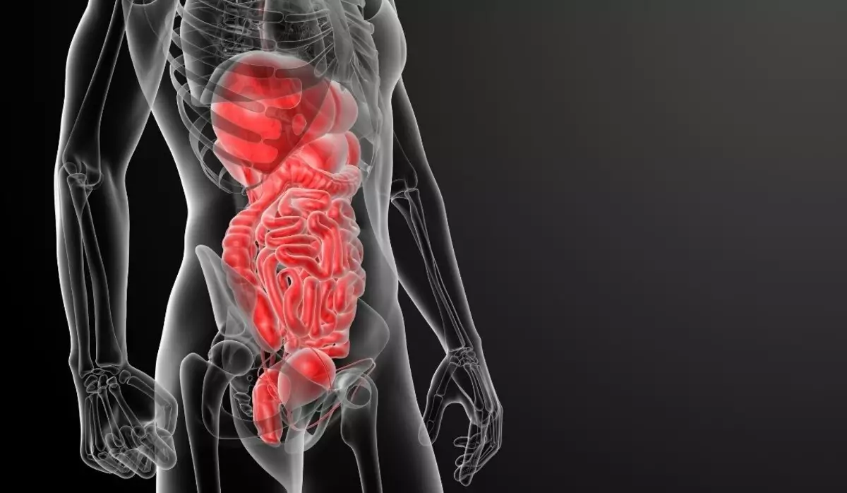 pencernaan pencernaan